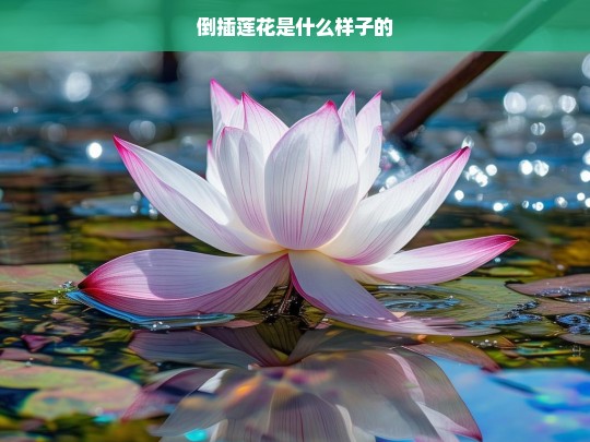 倒插莲花的独特形态与美丽特征-第1张图片-东方成人网