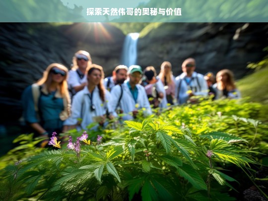 天然伟哥，奥秘与价值探索-第1张图片-东方成人网