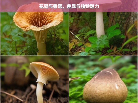 花菇与香菇的差异及独特魅力解析-第1张图片-东方成人网