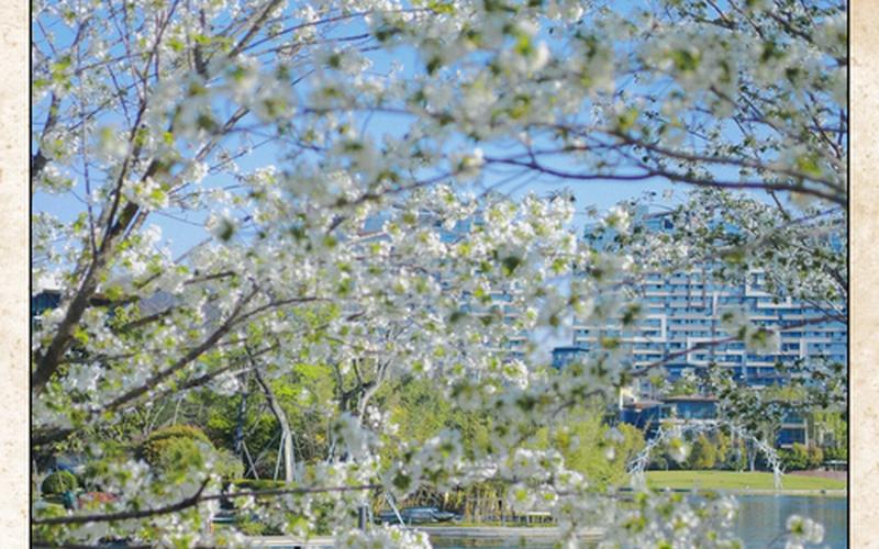 成都梨花节疫情,成都梨花街几点关门，12月8日成都疫情,12月8日四川成都-第1张图片-东方成人网